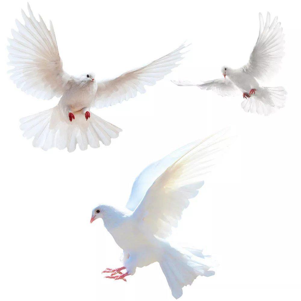 Peace Dove Wall Stickers for L – обзор и цена Home Bathroom Gadgets