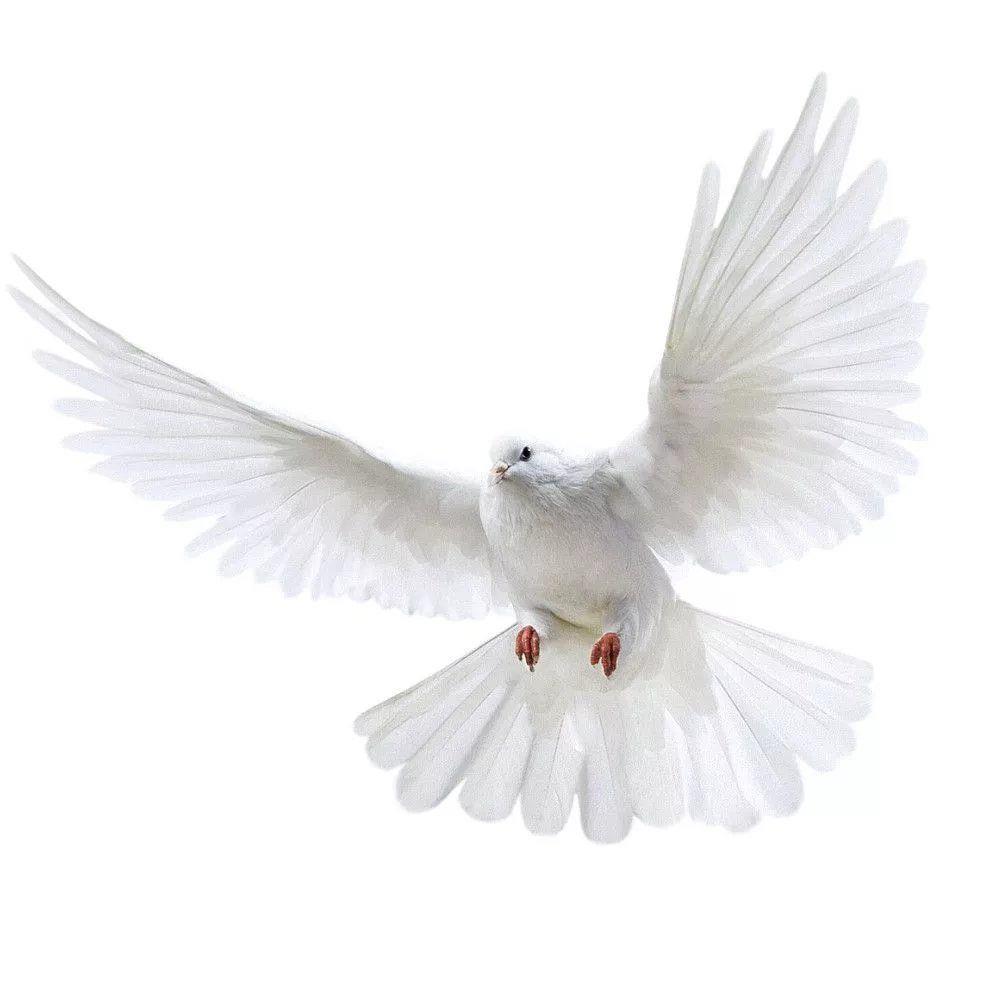 Peace Dove Wall Stickers for L – обзор и цена Home Bathroom Gadgets
