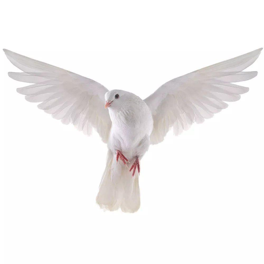 Peace Dove Wall Stickers for L – обзор и цена Home Bathroom Gadgets